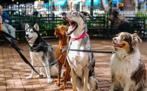 如何掘金千亿宠物市场：行业趋势及营销指南！