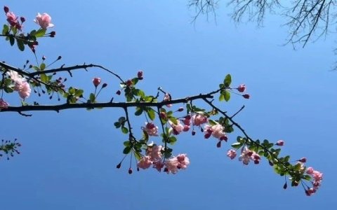 询盘+购物全都有：AI带来的新转化机会与策略 | 附案例