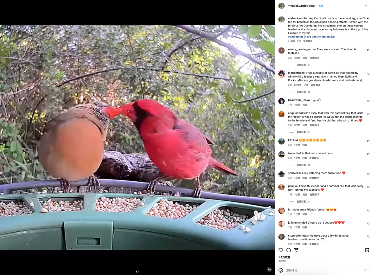 国产鸟窝出海，单价高达199美元也能实现百万月销