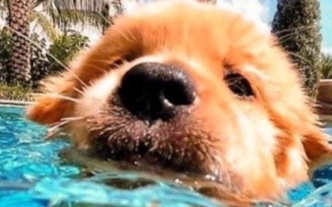 拆解全球TOP宠物品牌：他们做对了什么，我们错过了什么？｜从亿级卖家到百亿企业