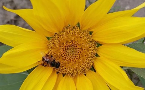 2025年谷歌AI对外贸网站的影响