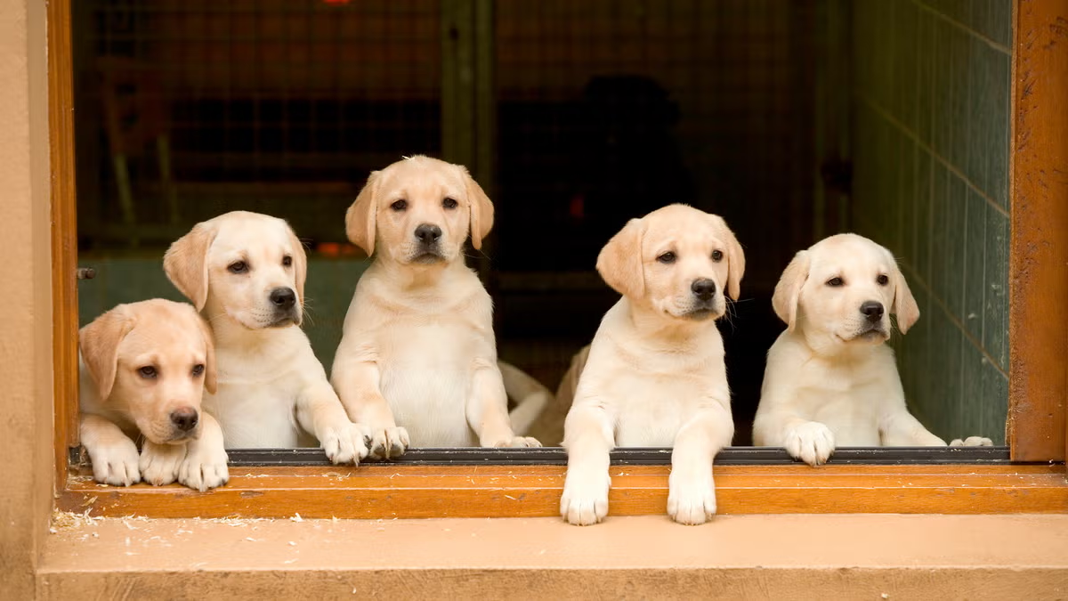 高端宠物食品蓝海：北美“人食级”狗粮5倍溢价全解码