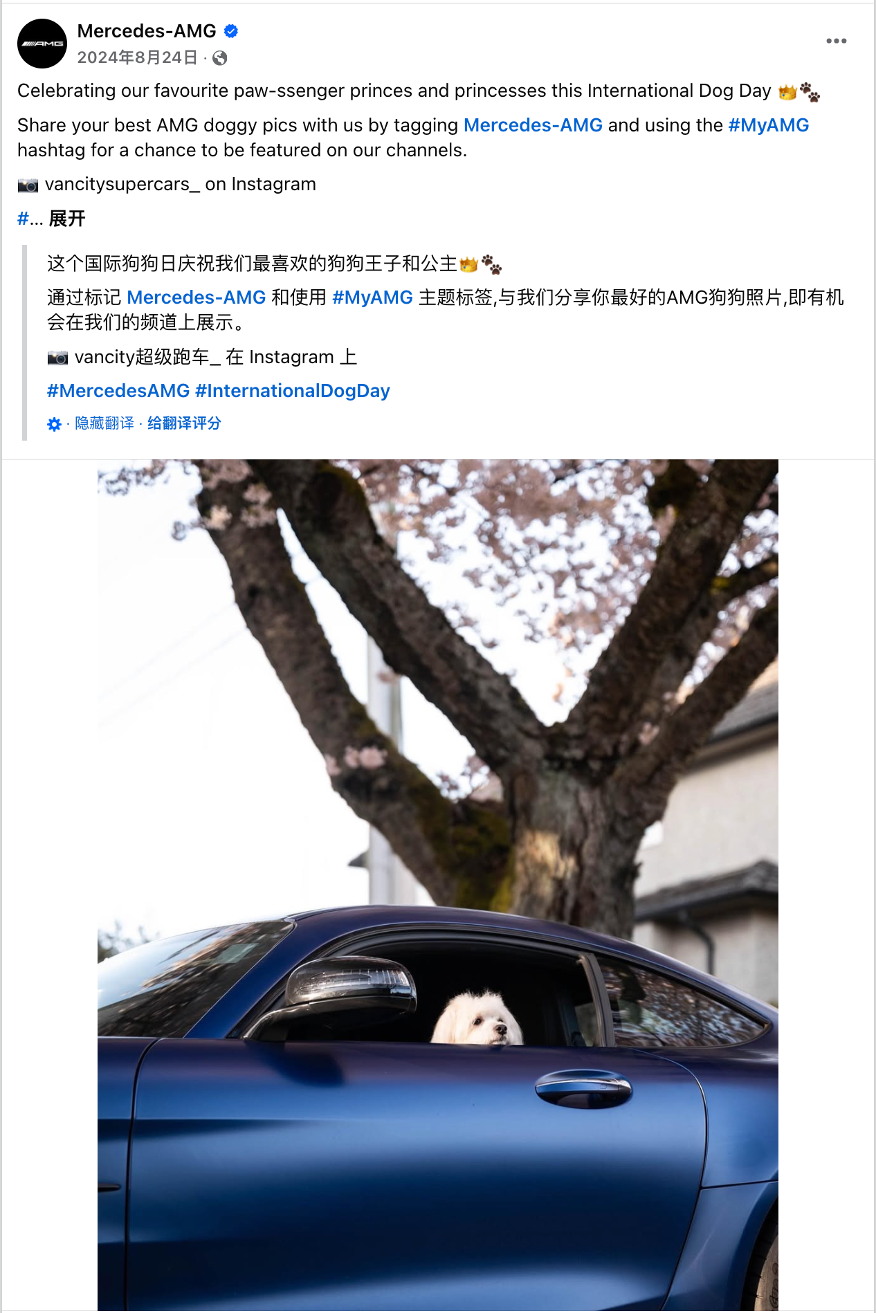 8月海外营销日历：世界摄影日，国际青年日，科隆国际游戏展，国际狗狗日，国际猫咪日，世界运动会...