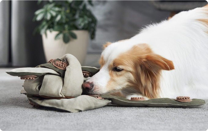 出海爆款精选Vol.40 | Kickstarter/Indiegogo众筹案例盘点