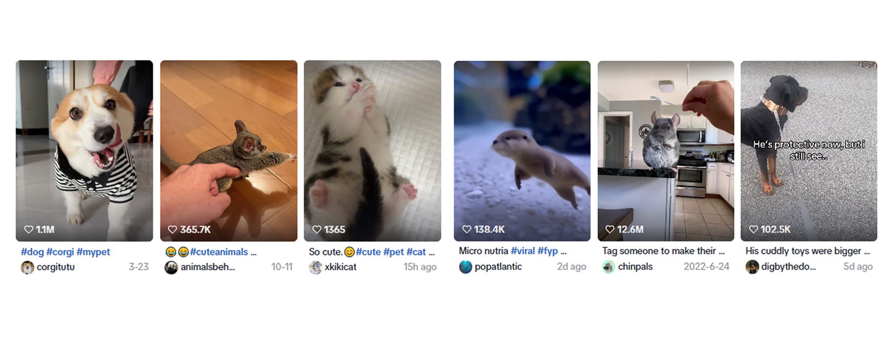 海外红人营销|99年女生靠“猫砂盆出海”，7个月狂揽两亿！