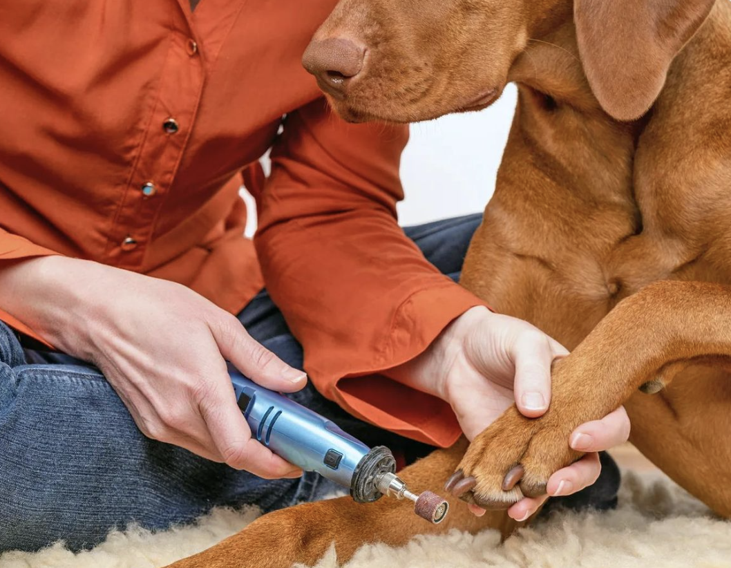 宠物市场真相：为什么别人能赚大钱，而你还在拼价格？｜全球TOP宠物品牌拆解