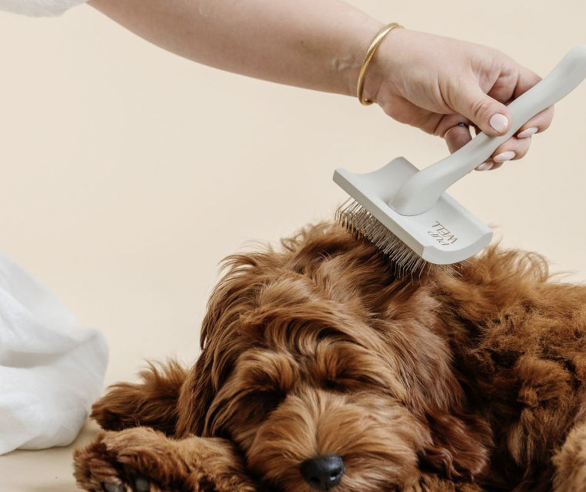 宠物市场真相：为什么别人能赚大钱，而你还在拼价格？｜全球TOP宠物品牌拆解